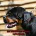        :  KARAT UNSERBUND -  1