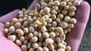    (, )  44-46%. , 24/7 -  1