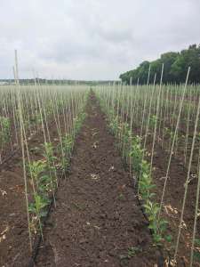       POLYARM -  1