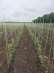 ,     POLYARM     -  2