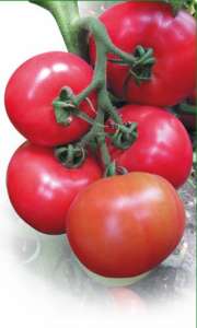    Kasamori F1 /  F1   -  1