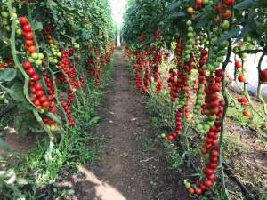   150, 60, 40  Vatan Plastik -  1