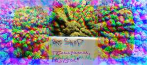   ,ay,HQ,e,e @CVBRC_BOT Oepaop @BROCOVSTOR -  1