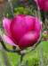  '' / Magnolia 'CLEOPATRA'   -  3