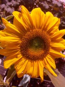 c���������� ������ ������� - ����������� 1