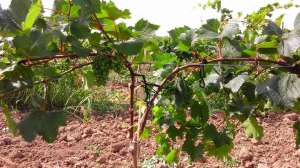 POLYARM -        -  1