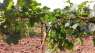   : POLYARM -       