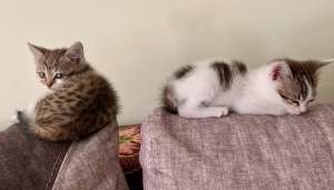 ³���� � ���� ���� - ����������� 1