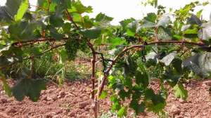 ʳ����� � ����� ��� ������ � �������� ����������� �������� POLYARM - ����������� 1