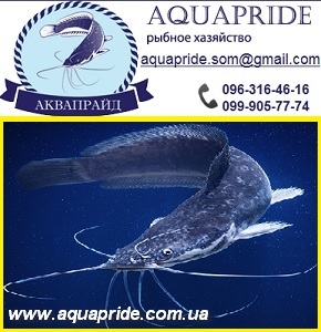 ��� 2013 ���������, �����, ��������. �� ��������� - ����������� 1