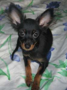 ��� ������ ������� �������������� - ����������� 1