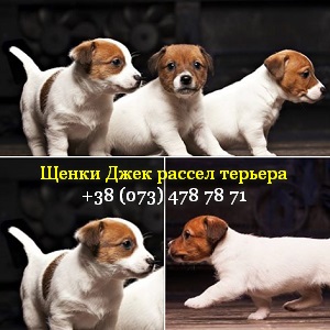 ���� 2017 ����� ���� ������ ������� �������� ������ - ����������� 1