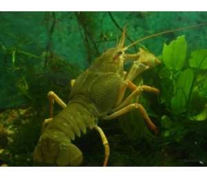 ���� - ����������� 1