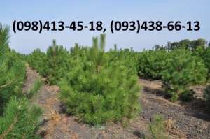 ���� �����, ����� ����� ���������� ����� - ����������� 1