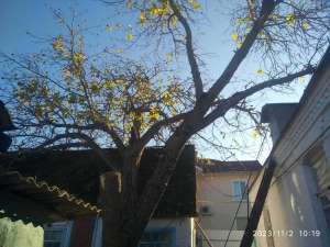 ���� ����� ����-��� ���������. - ����������� 1