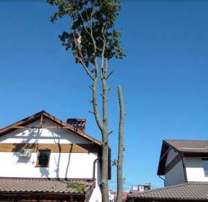 ���� �������� ������� �����. ��������� - ����������� 1