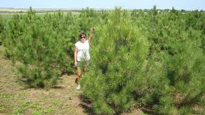 ���� ���������� �� ��������� - ����������� 1