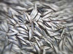 ����, ������������, ������ ��-�������� � ������� - ����������� 1