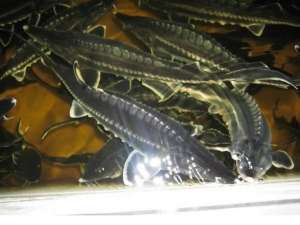 ����� �� ����������� ��������� � ��������� ������ ���� - ����������� 1