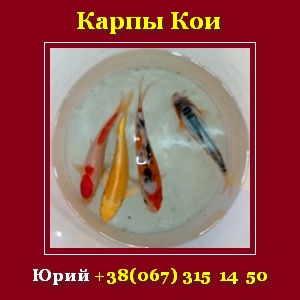 ����� ��� 2016. ��� ������ ��������� �������� - ����������� 1