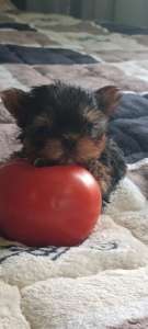 ����� ��� �����. �������� ����� �� ������� �� ������ ����! - ����������� 1