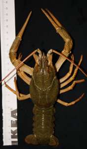 ����� ���� � �����������.�������� ����� ����� ���������. - ����������� 1