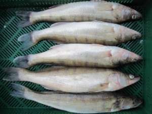 ����� ����, �������� �� ���������� ���� ������. - ����������� 1