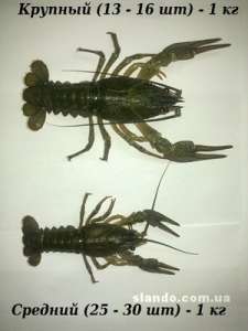 ����� ���� ��������� ! - ����������� 1