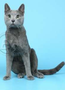 ����� ����� ������� ������� - ����������� 1