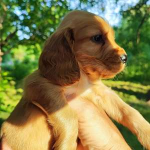 ����� ����� �������� - ����������� 1