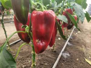 ����� ������� ������� ��� ����� - ����������� 1