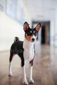 ����� �������� - ����������� 1