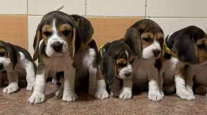 ����� �������� � ����������� - ����������� 1