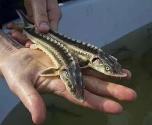 ����� �������� ������ - ����������� 1