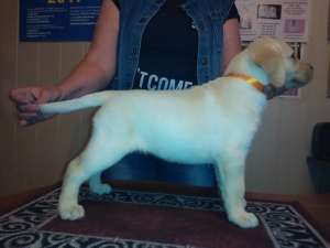 ����� �������� ���������. - ����������� 1