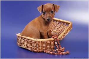 ����� ����������� ������� - ����������� 1