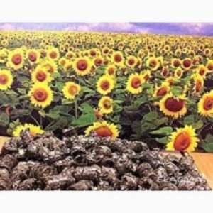 ������ � ��������, ������� � �������� ��������� - ����������� 1