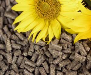 ������ �� ������ � �������� ��������� � �� ����� ��� ������� - ����������� 1