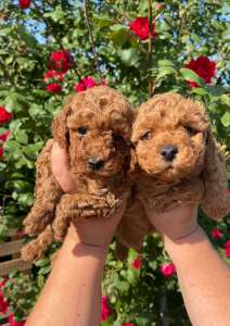 ������ ��� ����� - ����������� 1