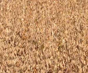 ������ ��� - ������ ������� � ������� - ����������� 1