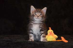 ������ ���� ��� - ����������� 1