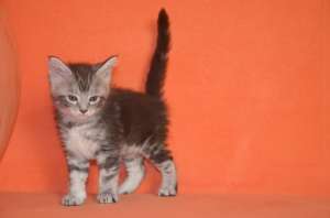 ������ ���� ��� �� ��������� "Amerkun" - ����������� 1