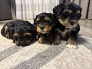 ������ ����� - ����������� 1