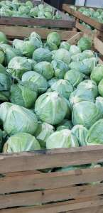 ������ ����� �����. ������� �������� ���. - ����������� 1