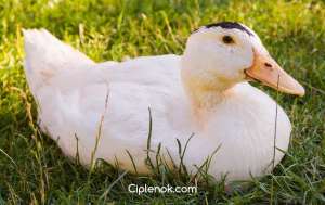 ������ ����� ������� ����� ����� - ����������� 1