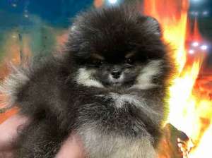 ������ ����� ���-������, ���� ������ � �������� - ����������� 1