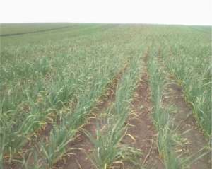 ������ ������ - ����������� 1