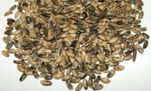 ������ ������ ��� ����� ����� ���������� ������� ����� ������ - ����������� 1