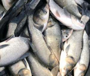 ������ ������ ���� ���� ���������. - ����������� 1