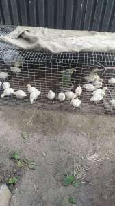 ������ ������� - ����������� 1